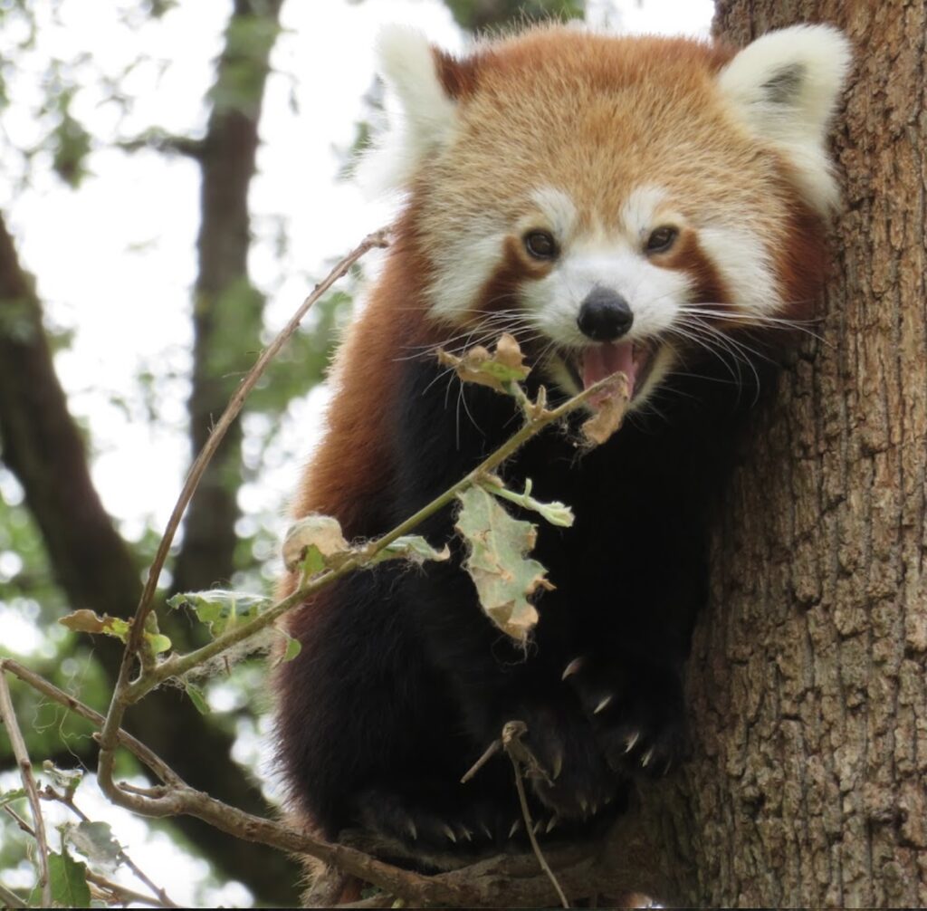 Chambres d'hôtes Pibrac plaisance du touch african safari